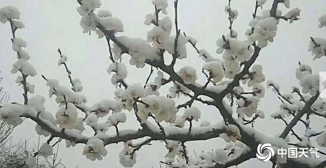 北京郊区四月飞雪 香山桃花戴上雪“帽子”