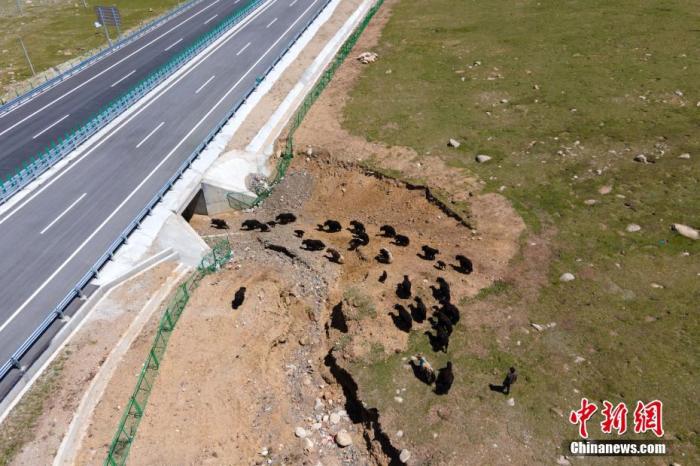 那曲当地牧民的牦牛群通过那拉高速